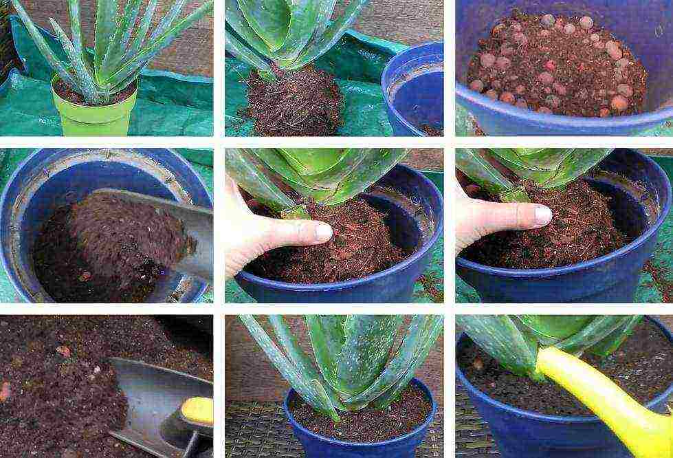 Как правильно посадить отросток алоэ без корня: подготовка ростка и его посадка в горшок, можно ли прорастить через лист и как отсадить в открытый грунт?