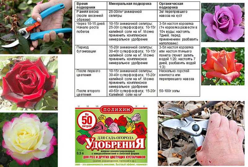 Выращивание роз в теплице круглый год: как допиться высокой урожайности цветов? русский фермер