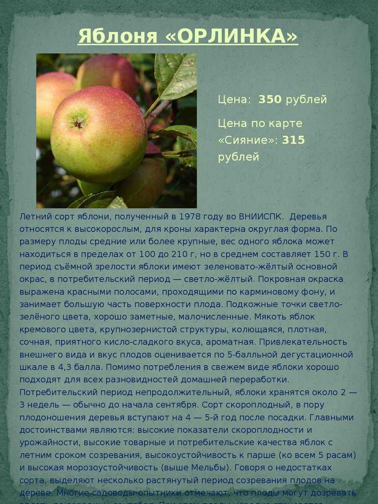 Яблоня богатырь: описание сорта, фото и отзывы, посадка и уход