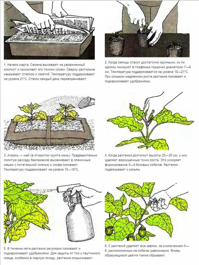 Выращивание арбузов в открытом грунте: выбор сорта, схема посадки, уход