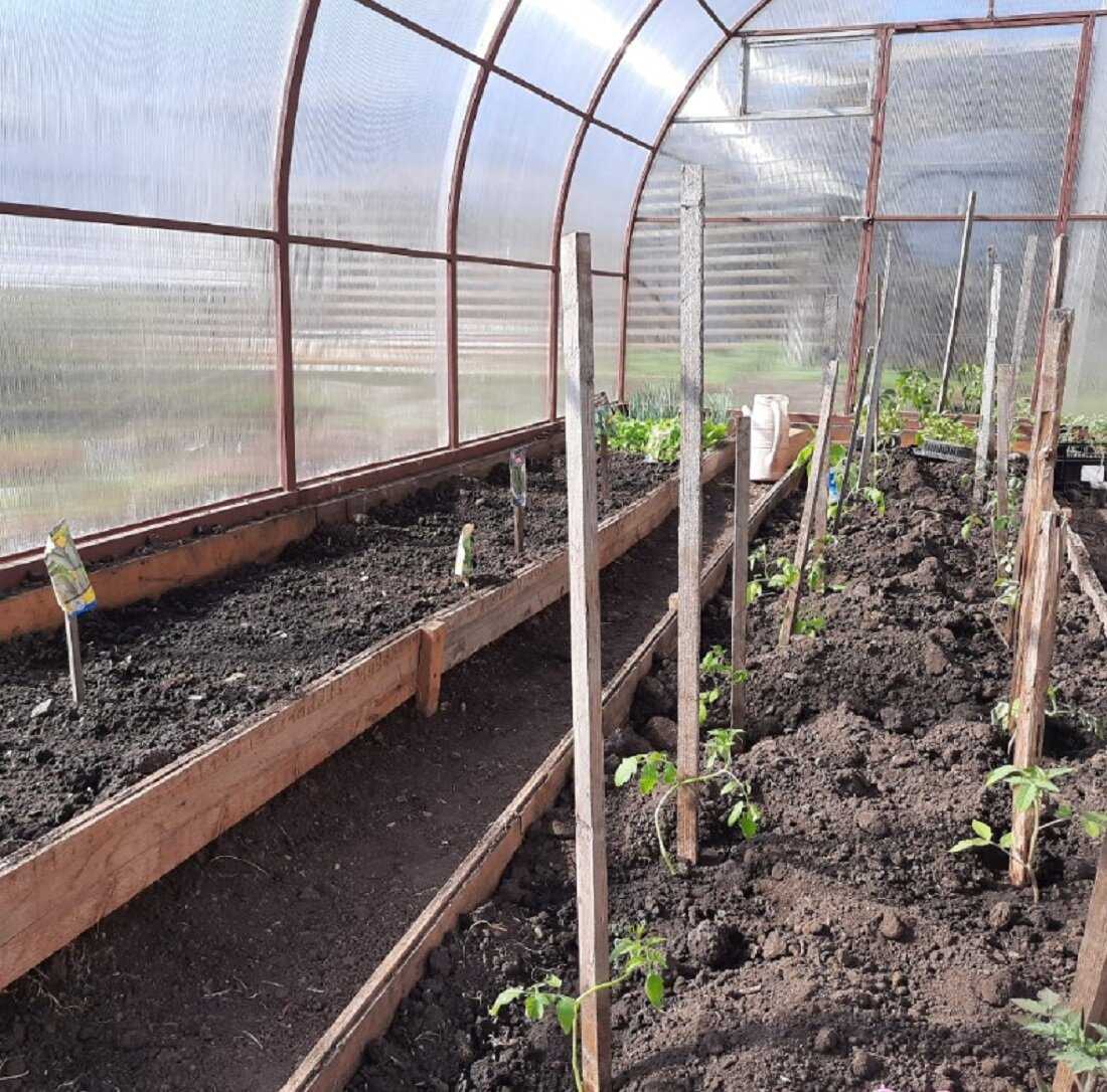 Выращиваем овощи в теплице: особенности посадки и ухода
