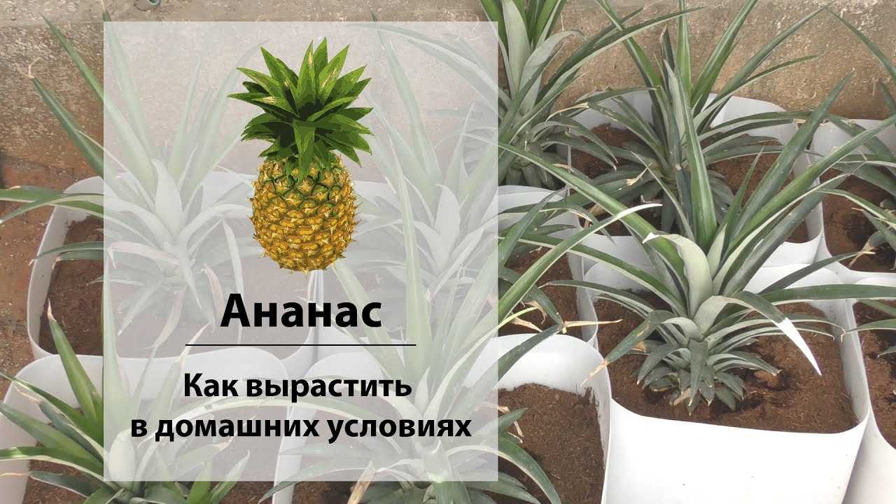 Где и как растут ананасы на плантациях, в домашних условиях и теплицах, как вырастить фрукты дома, фото