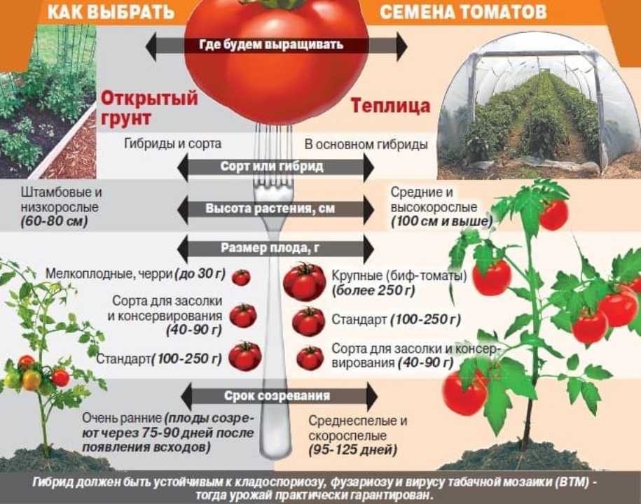 Если посадка помидор в теплице из поликарбоната выполняется с соблюдением агротехнических правил, нормальный рост рассады и сбор отличного урожая гарантирован