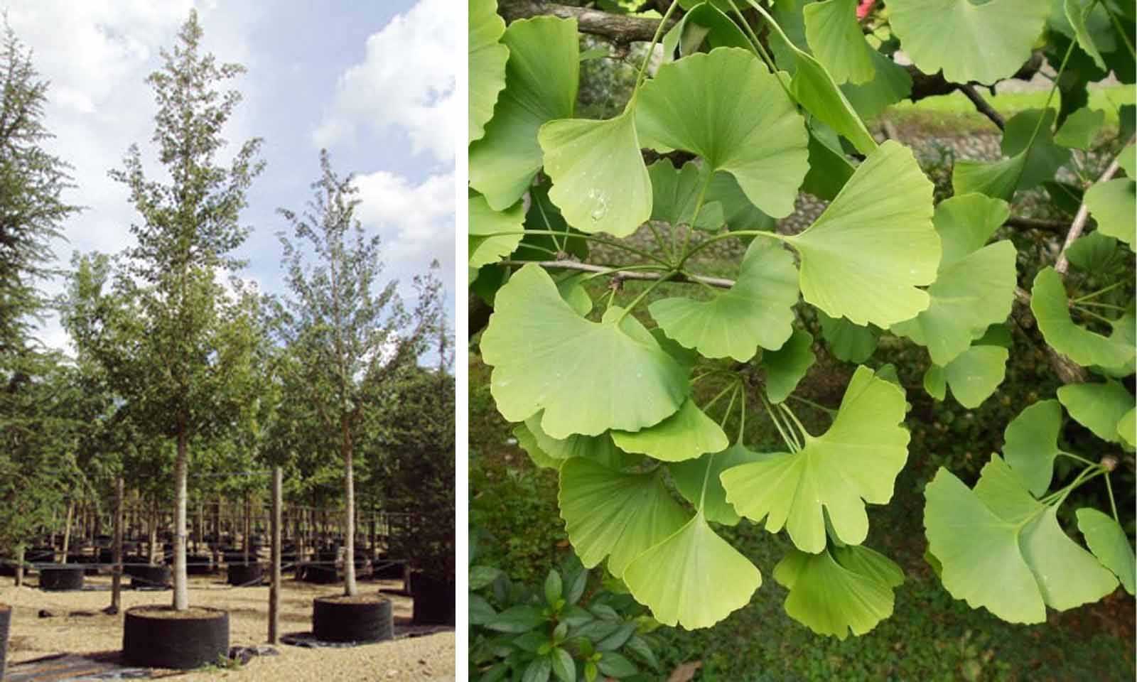Гинкго двулопастный: фото и описание декоративного дерева, интересные факты :: syl.ru