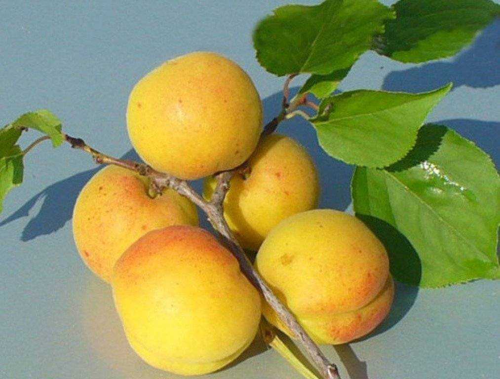 Описание сорта абрикоса лель и его характеристики плюсы и особенности посадки