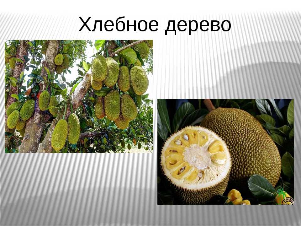 Плоды хлебного дерева — фото и описание этого фрукта