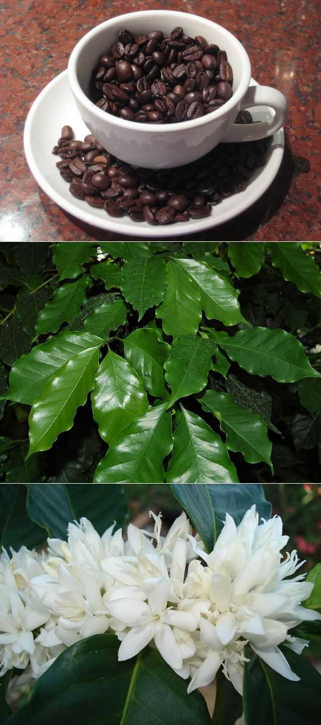 Выращивание кофейного дерева в домашних условиях, сорта, посадка и уход, размножение, возможные болезни: сам себе бариста (фото & видео) + отзывы