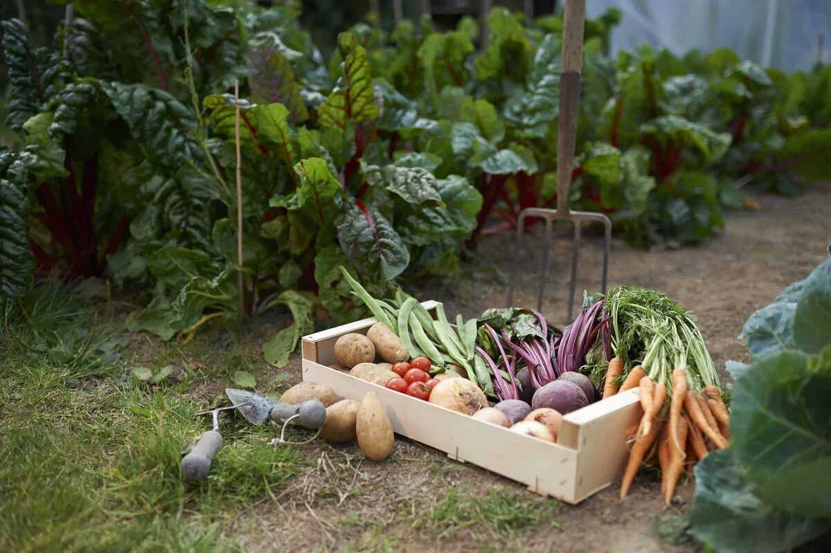 Когда убирать урожай - зерновые, картофель, морковь, капуста и другие овощи. подобное описание по месяцам.