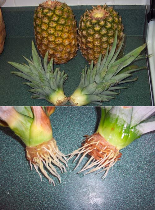 Как растет ананас: разновидности, уход, размножение