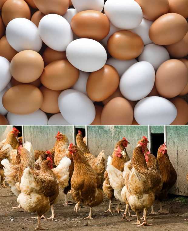 Белые или коричневые: 5 мифов о яйцах, за которые мы расплачиваемся рублем, а иногда и здоровьем