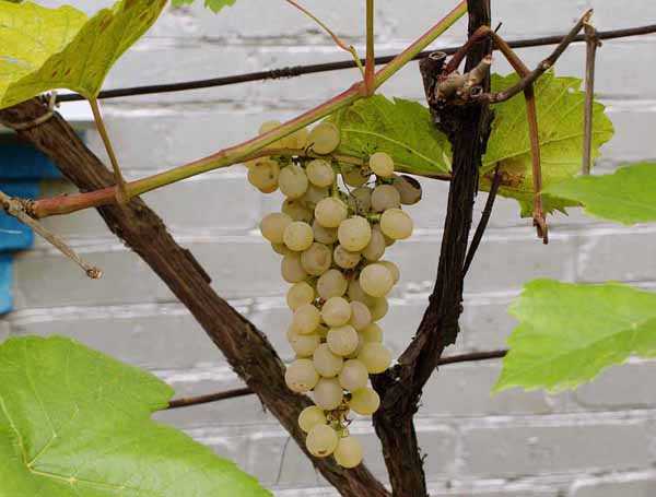 Милдью виноградов: чем обработать, препараты, народные средства