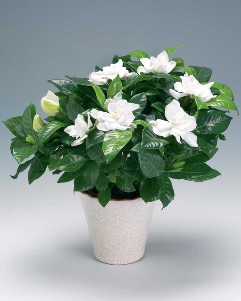 Комнатные цветы с белыми цветами: описание домашних растений, как называются с широкими листьями и особенности ухода за бело-зелеными цветками