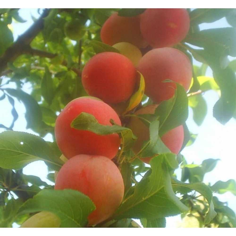 Слива персиковая: описание сорта фото достоинства и недостатки