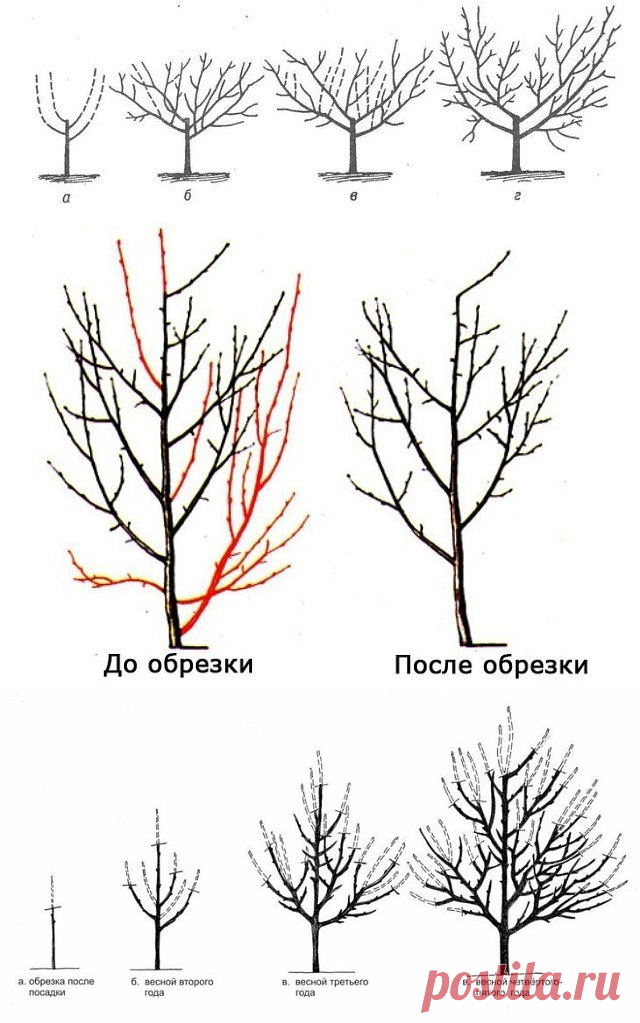 Как правильно обрезать алычу. Схема обрезки плодовых деревьев весной. Схема обрезки плодовых деревьев осенью.
