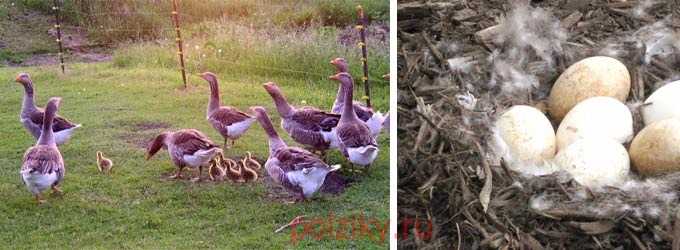 Яйценоскость домашних гусей: сколько дней и как гусыня высиживает яйца