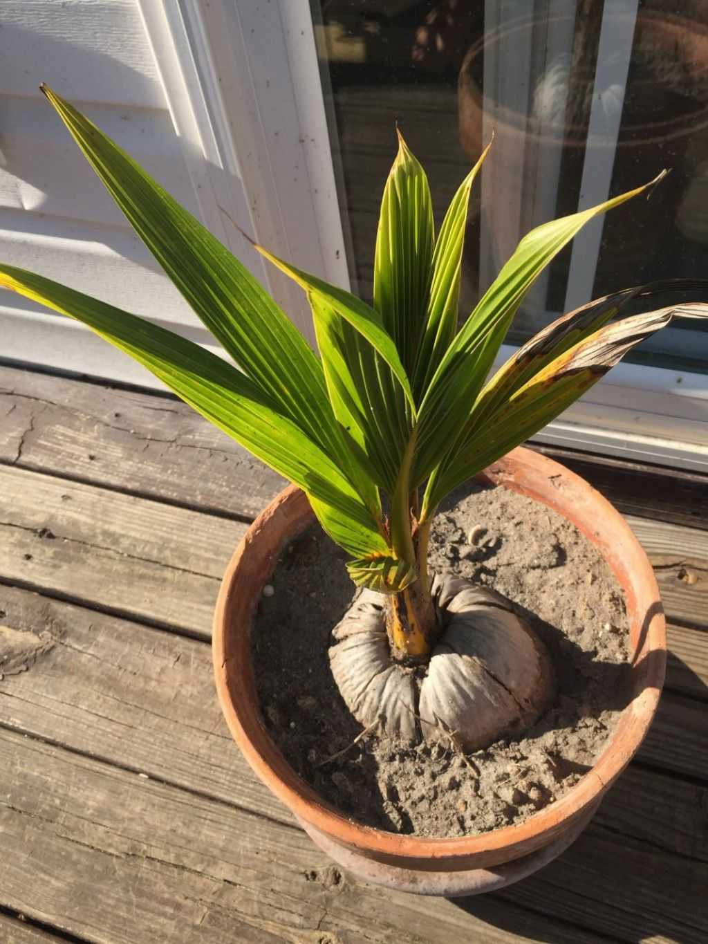 Комнатная кокосовая пальма в домашних условиях: фото, уход, как вырастить | сортовед