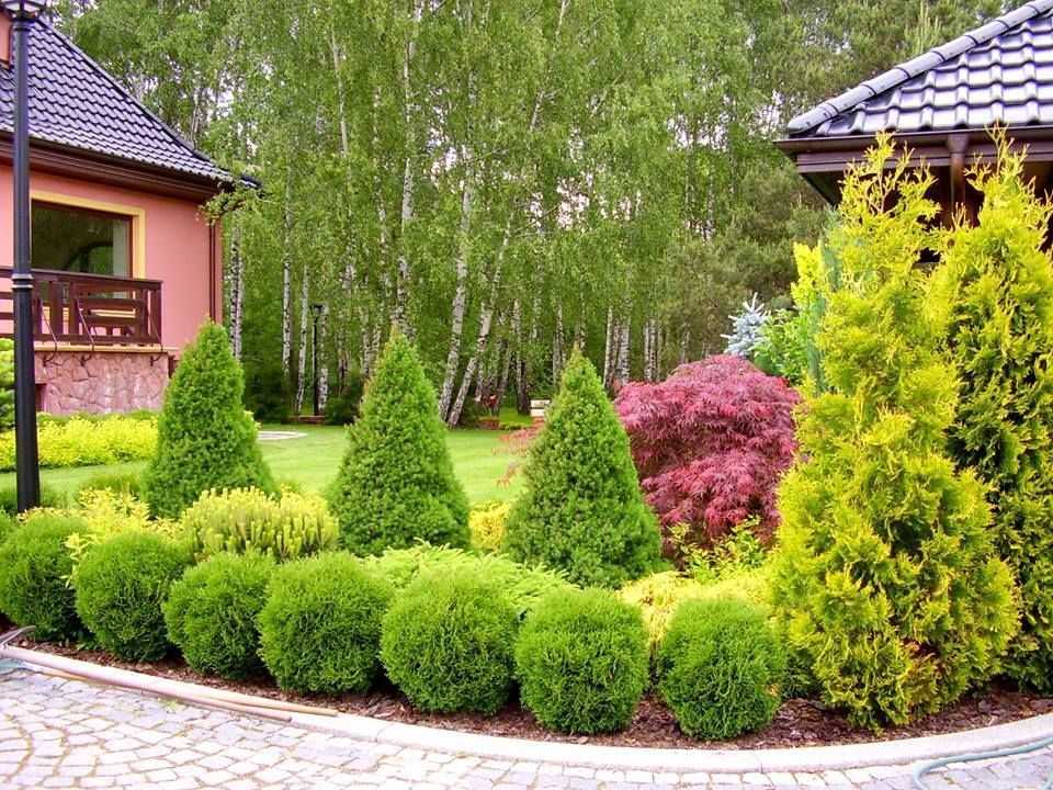 Абелия, элегантная корейская гостья, является лучшим претендентом для украшения сада Этот кустарник с эффектными листьями не оставит вас равнодушными