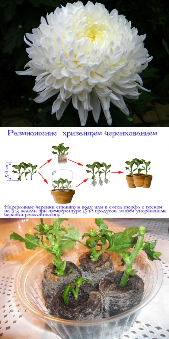 Размножение хризантем: основные способы и их особенности