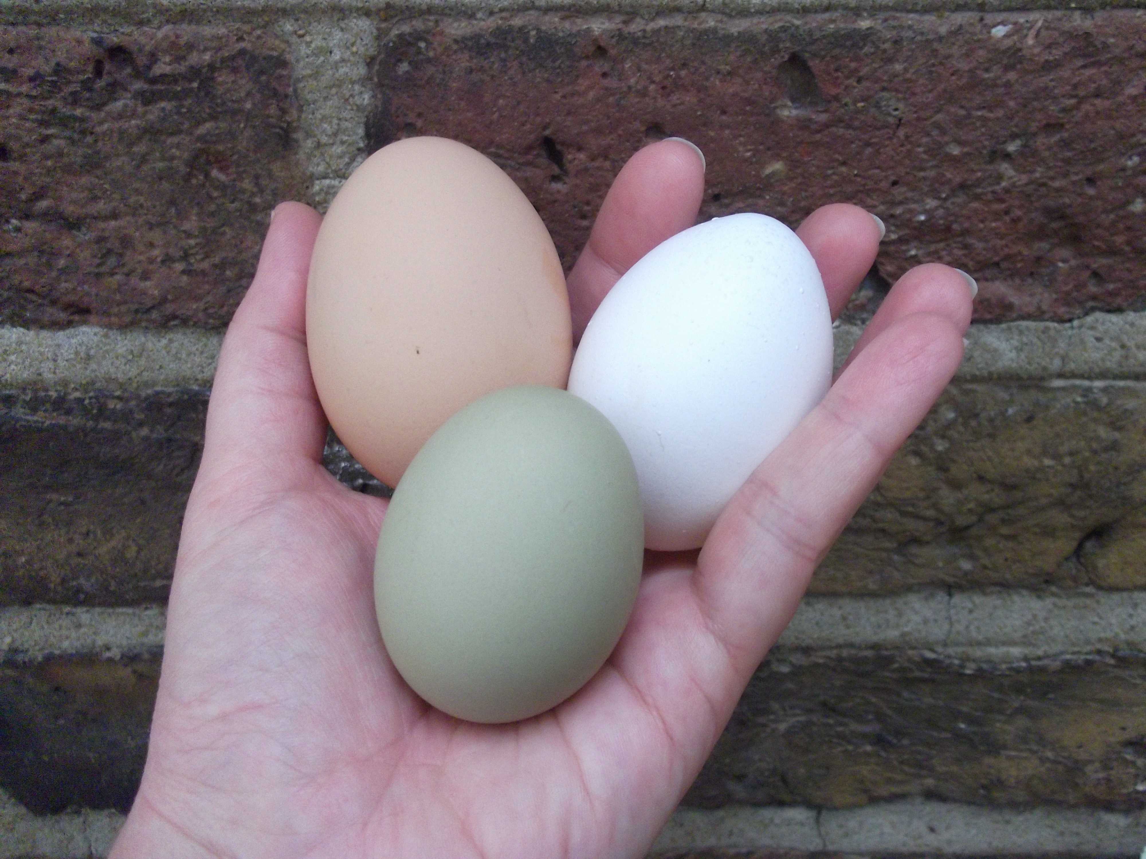 Куры, несущие цветные яйца: описание птиц породы араукана и особенности их содержания, кормления и разведения