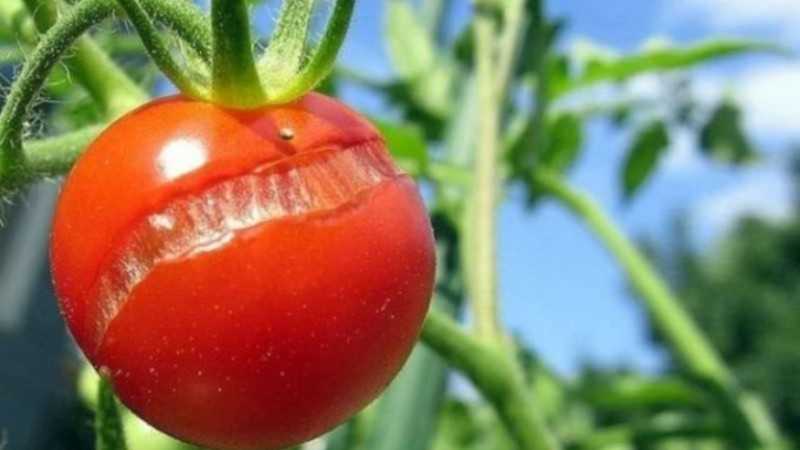 Почему трескаются помидоры в теплице при созревании: что делать когда лопаются томаты » eтеплица