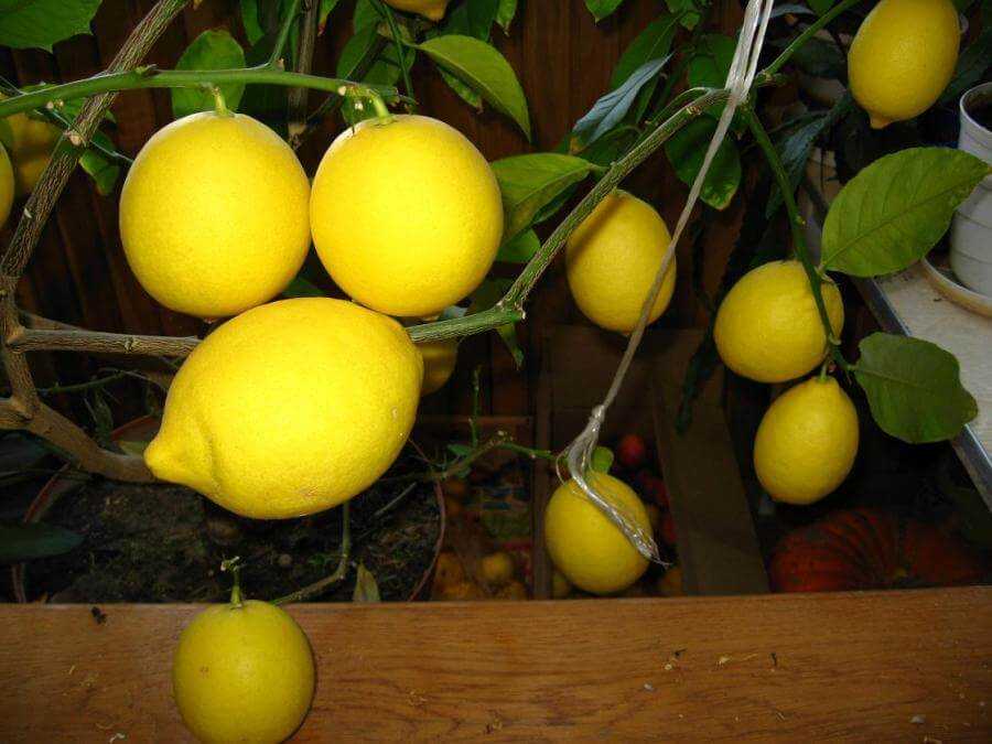 35 сортов комнатных лимонов, фото и описание. комнатные растения