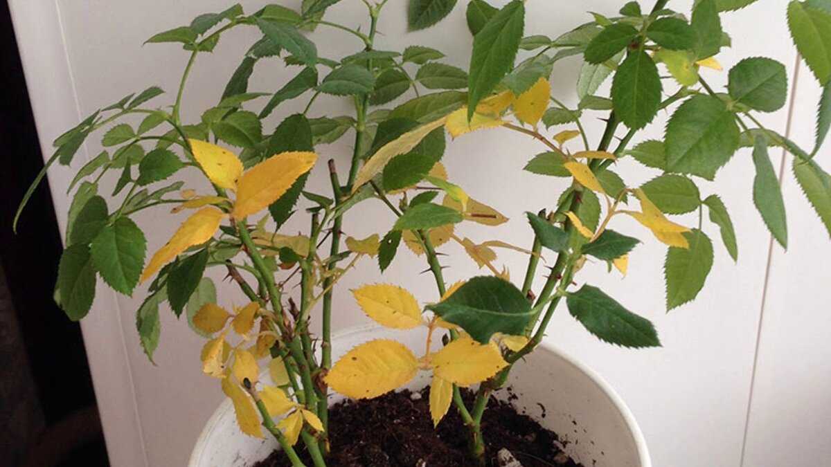 Листья комнатного гибискуса: почему желтеют, по какой причине опадают, что делать, чтобы растение их не сбрасывало?