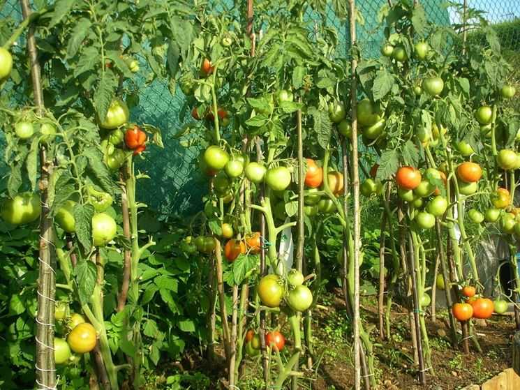Выращивание томатов в теплице из поликарбоната: особенности и секреты