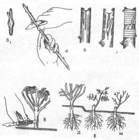 Как посадить шиповник: способы размножения в домашних условиях, черенками, семенами и делением куста