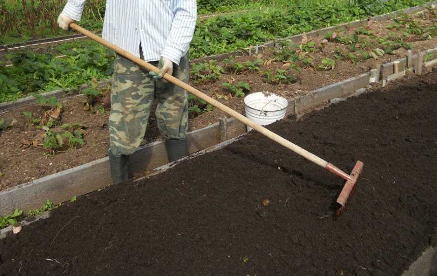 Какую почву любит клубника: инструкция, как выбрать правильные пропорции для хорошего урожая