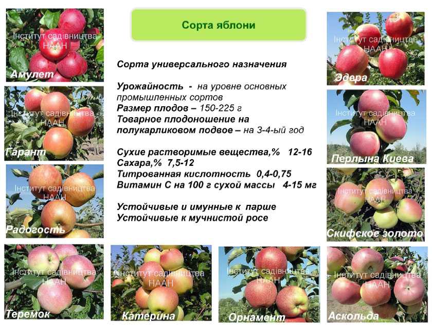 Низкорослые сорта яблонь для средней полосы - дневник садовода semena-zdes.ru