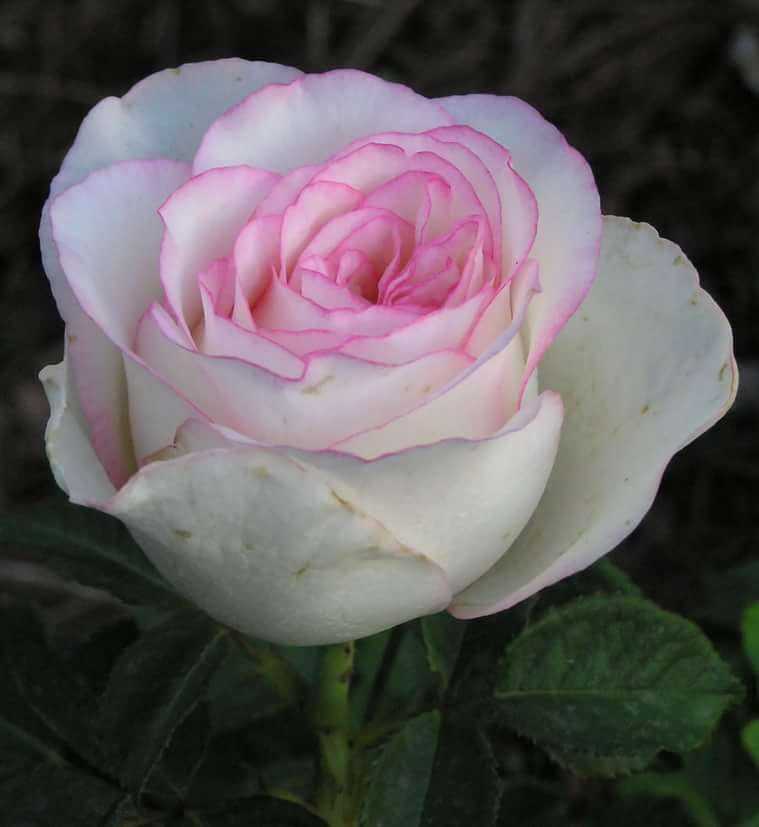 Сладкая жизнь — описание розы долче вита, условия выращивания