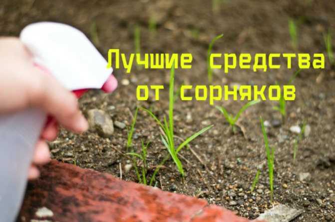 Чем полить дерево, куст, растение, чтобы оно засохло: принципы ликвидации ненужных культур, сорняков. как полить сорняки солью, уксусом, чтобы не росли? как убрать пень без корчевания, если дерево засохло?