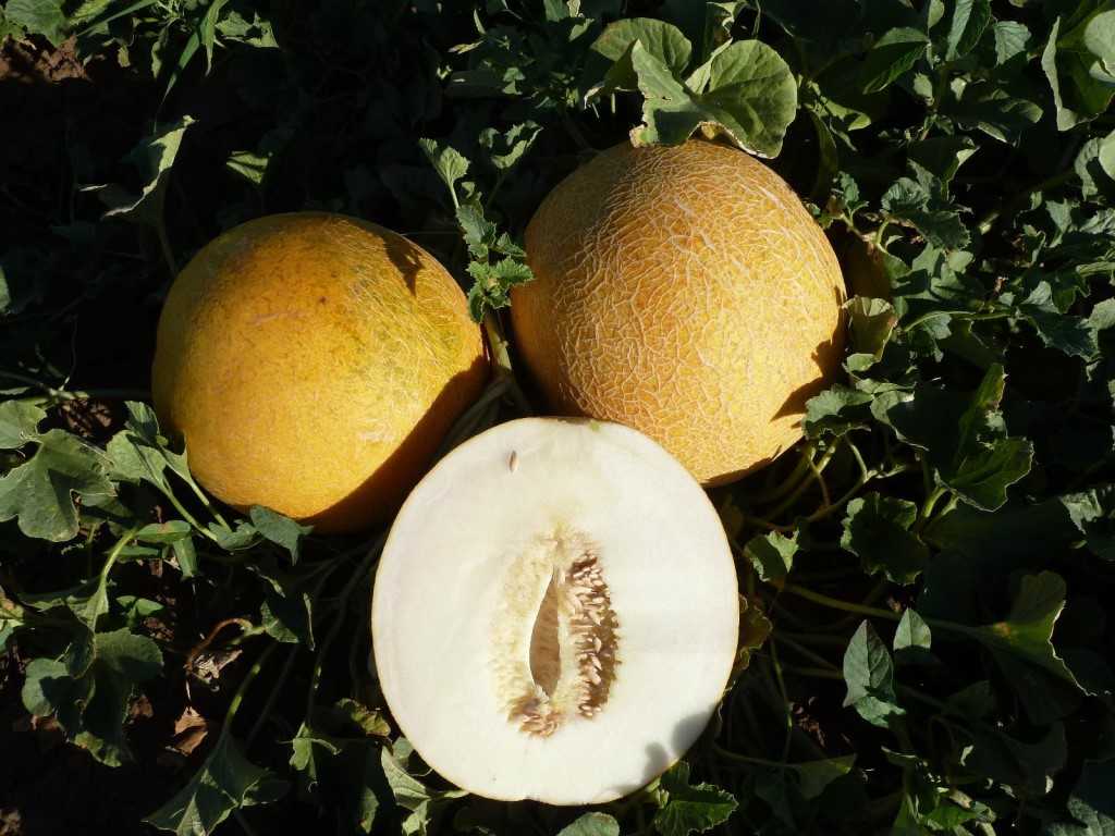 Арбузы и дыни в сибири: сорта, выращивнаие в открытом грунте