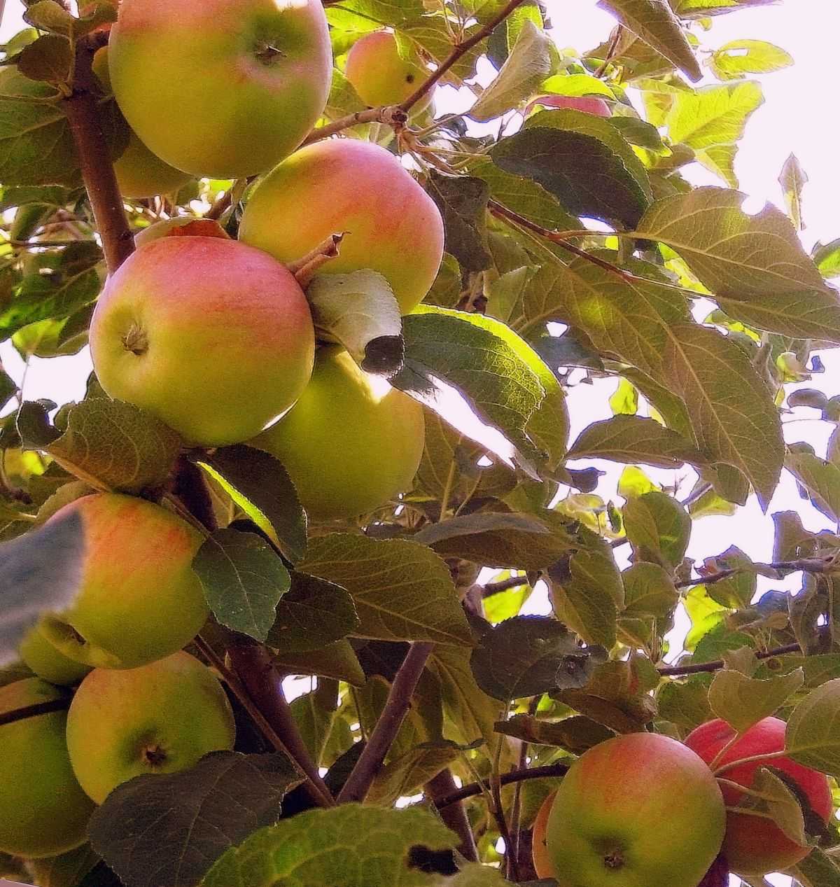 Осенью с яблони собрали яблоки желтые зеленые. Сорт яблони Антоновка. Зимние сорта яблок. Осенние и зимние сорта яблок. Название осенних яблок.