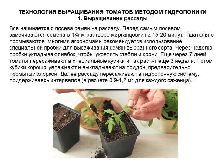 Овощные культуры требуют внимания в процессе выращивания Недостаточно просто посеять семена в землю Эта статья о том, как подвязывать помидоры в теплице