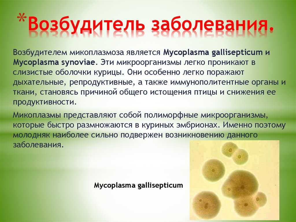 Полноценная подготовка почвы в теплице: уничтожение патогенной микрофлоры и возбудителей болезней традиционными и современными методами