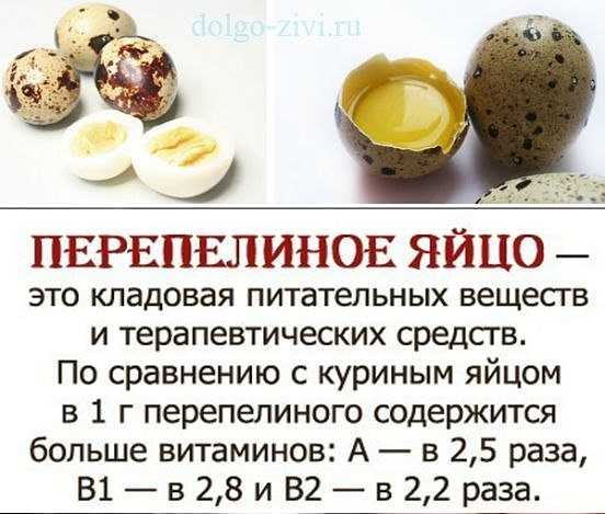 Отличаются ли белые куриные яйца от коричневых по вкусу и составу, какие лучше От чего зависит цвет скорлупы
