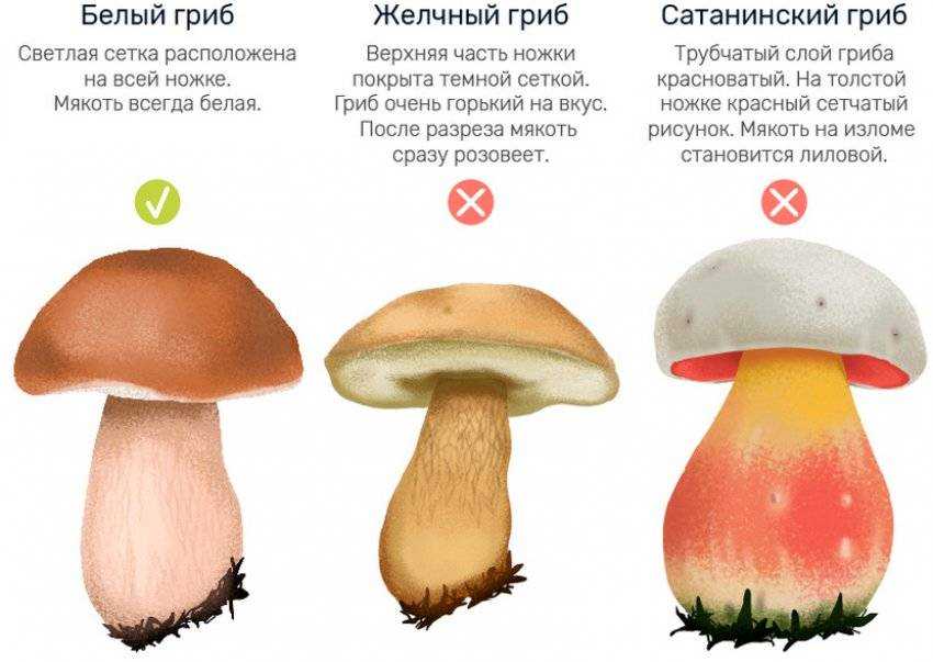 Белый гриб: фото, описание, строение, где встречается и как выглядит в хвойных и других лесах