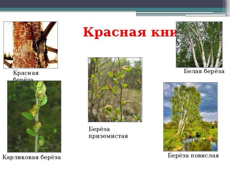 Береза повислая обыкновенная - описание растения, фото, признаки и свойства