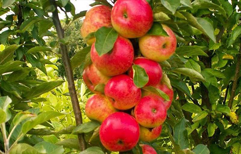 Сорт яблони медок, описание, характеристика и отзывы, а также особенности выращивания данного сорта