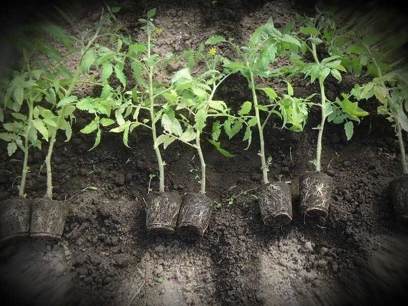 Нужно ли окучивать помидоры в открытом грунте и в теплице в 2022 году на гудгрунт