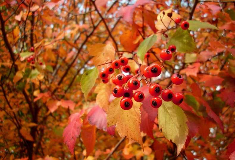 Рябина фото дерева ? и листьев, описание куста рябины, как выглядят плоды рябины обыкновенной осенью