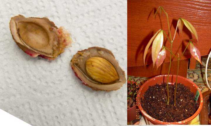 Как вырастить персик из косточки в домашних условиях, чтобы были плоды