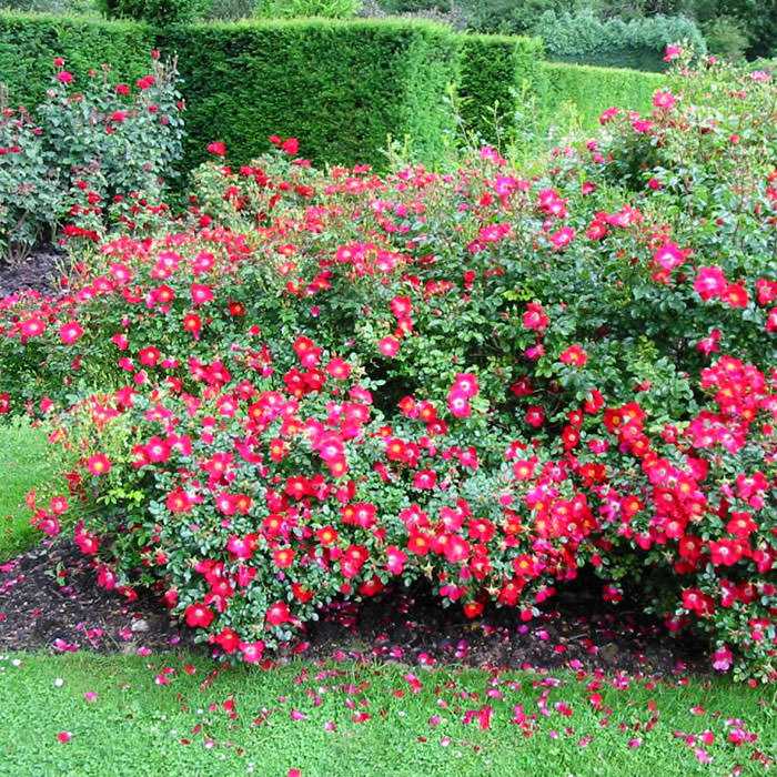 Роза «фейри»: характеристика, советы по выращиванию. роза фейри-описание сорта роза почвопокровная фейри тейл отзывы