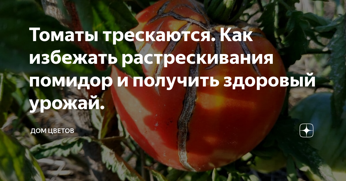 Трескаются помидоры в теплице: почему при созревании лопаются и растрескиваются томаты, красные в парнике