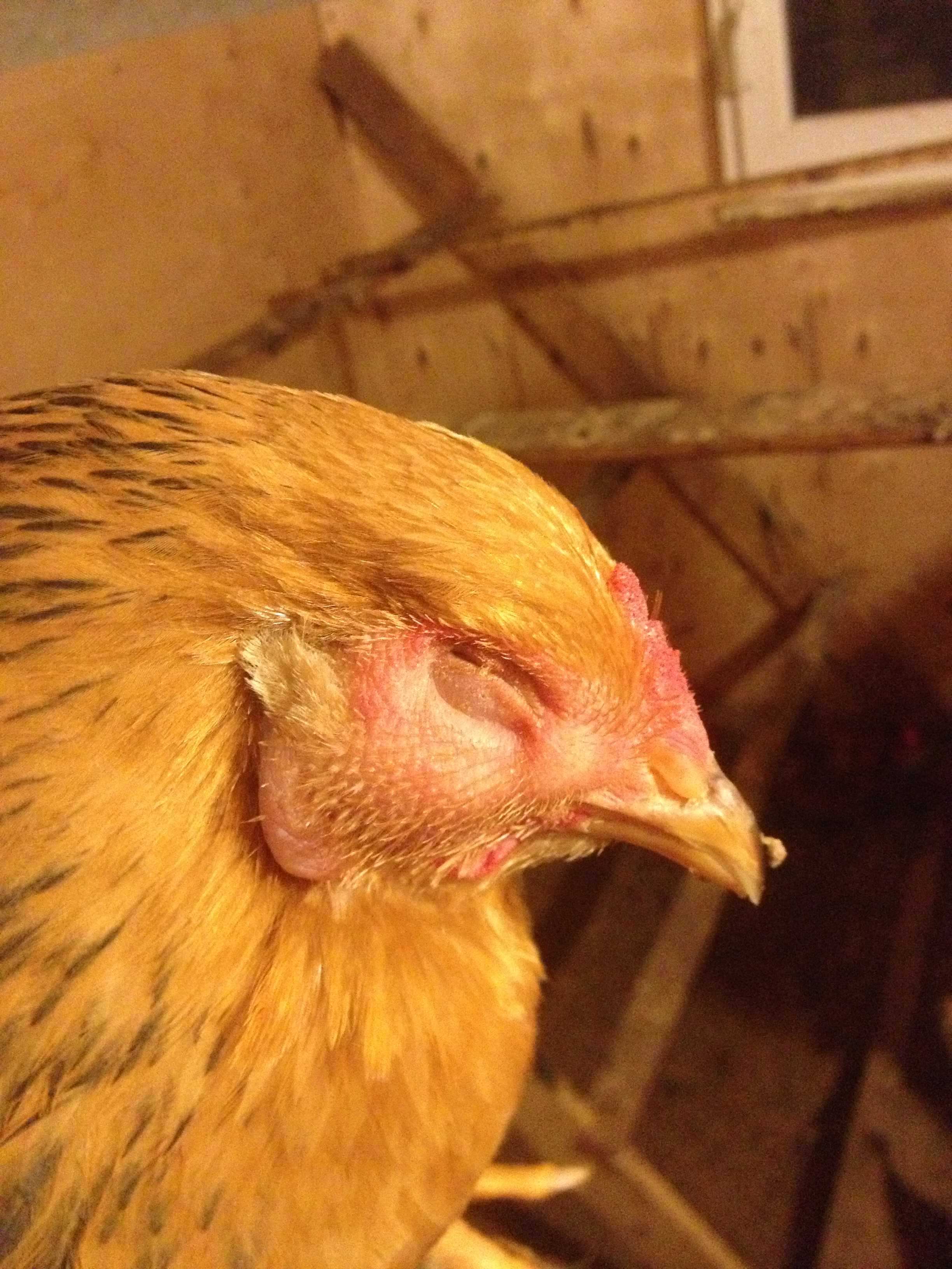 Болезни цыплят и молодых кур: диагностика и лечение