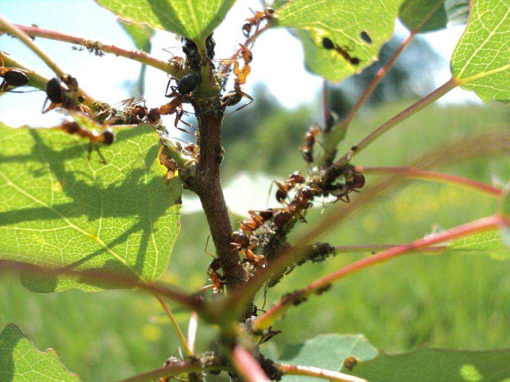 Черные муравьи : как избавиться в квартире и частном доме от этих вредителей, фото и видео