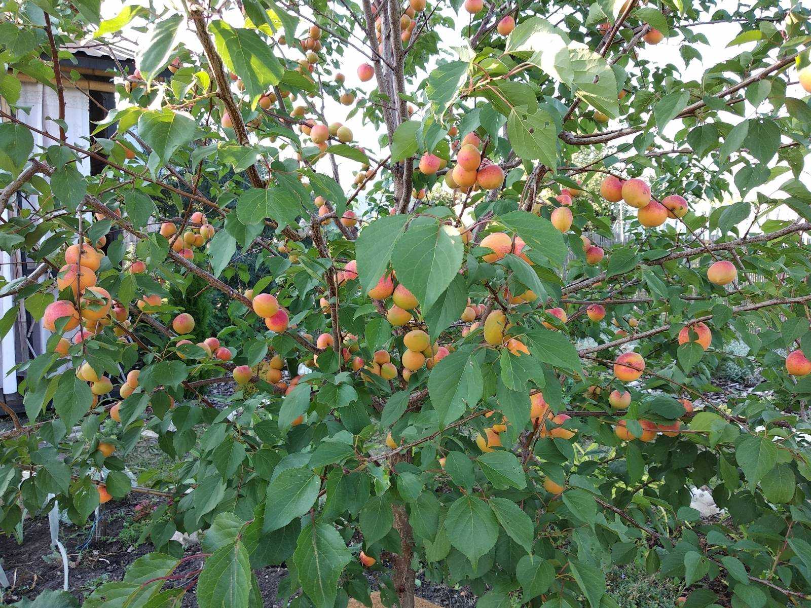 Описание и тонкости выращивания абрикоса сорта чемпион севера
