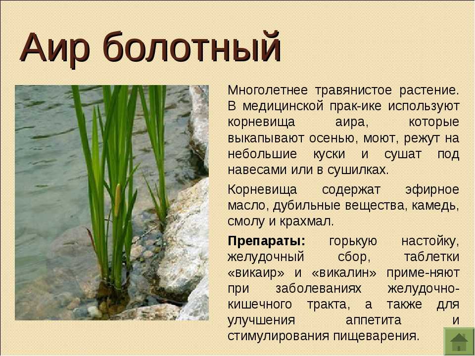 Водные растения: виды, описание, названия :: syl.ru