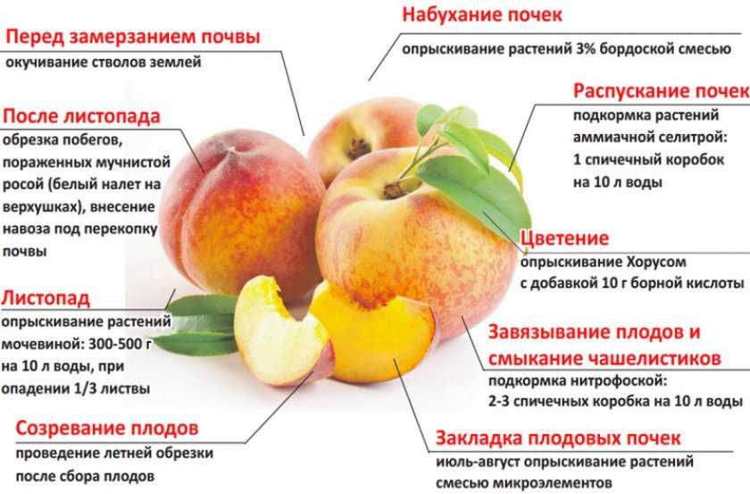 Персик инжирный: описание и характеристика сорта, полезные и вредные свойства, фото